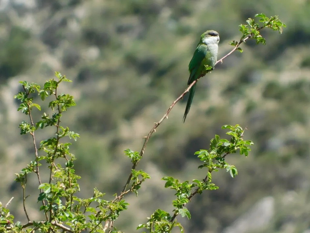 灰顶鹦哥(Psilopsiagon aymara)