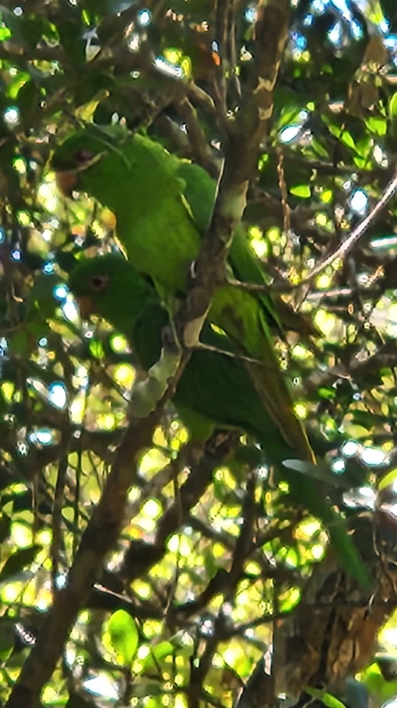索岛鹦哥(Psittacara brevipes)