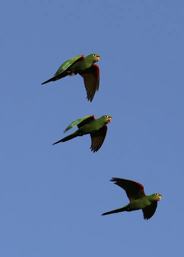 伊岛鹦哥(Psittacara chloropterus)