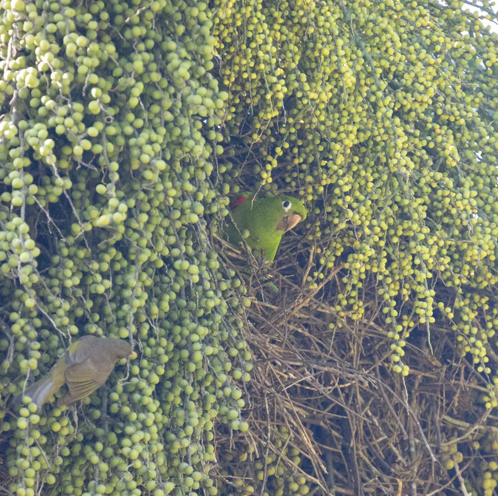 伊岛鹦哥(Psittacara chloropterus)