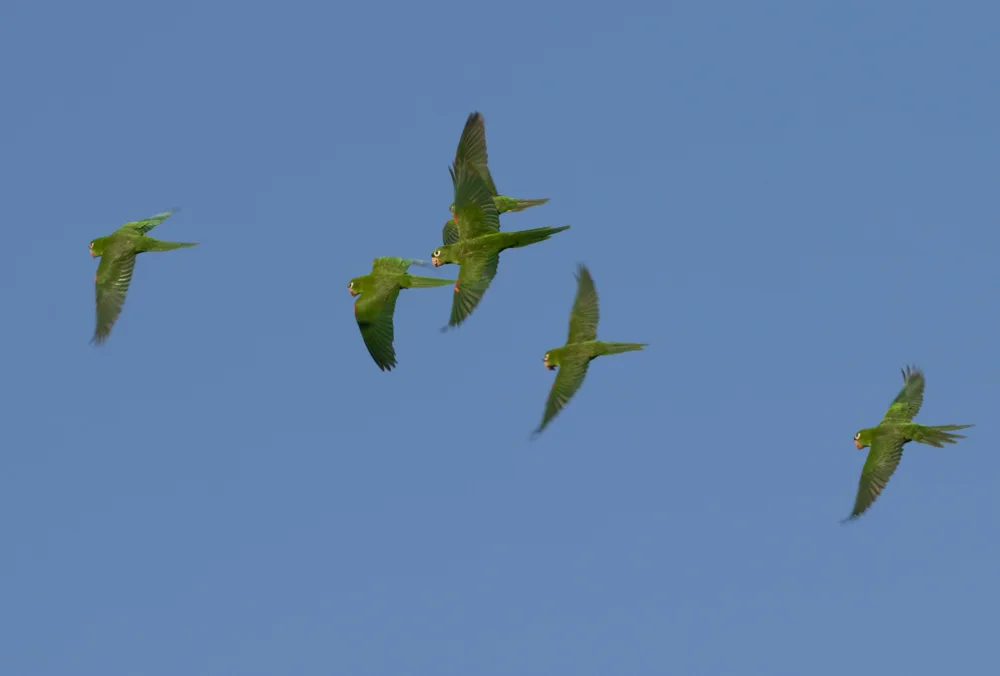 伊岛鹦哥(Psittacara chloropterus)