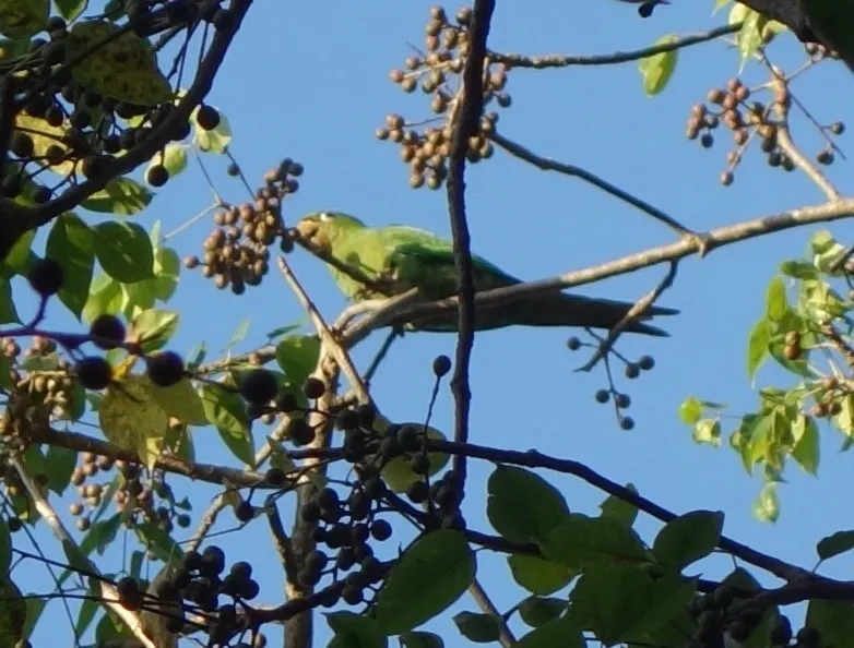 伊岛鹦哥(Psittacara chloropterus)