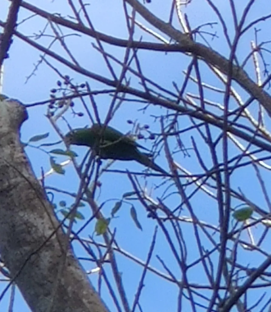 伊岛鹦哥(Psittacara chloropterus)