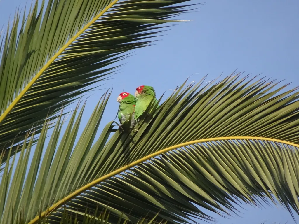 红头鹦哥(Psittacara erythrogenys)