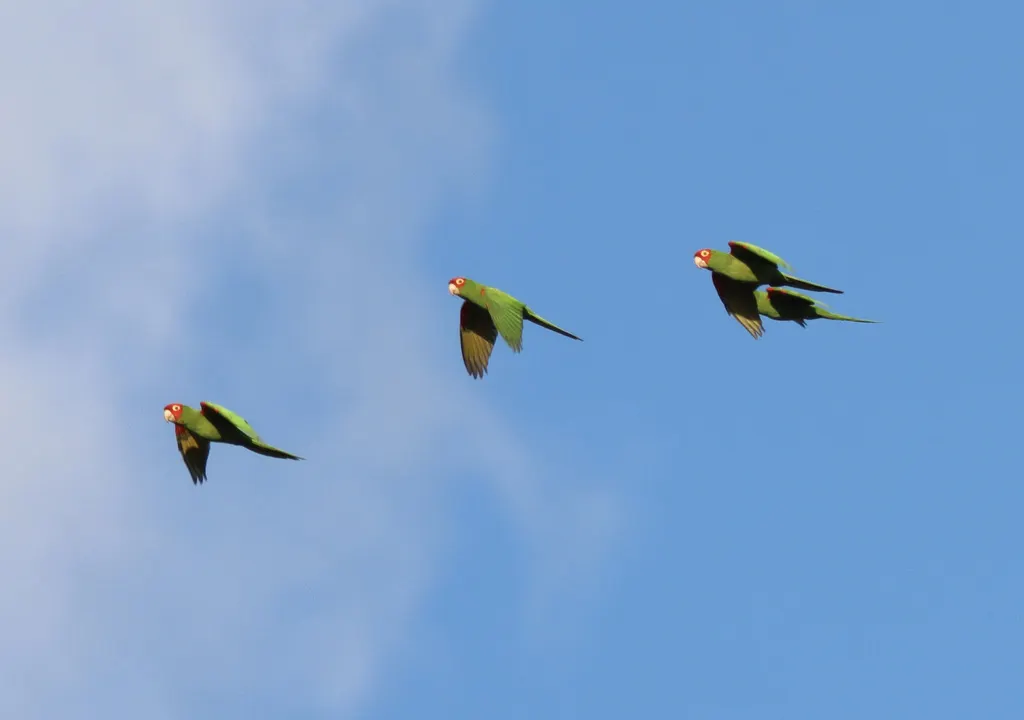 红头鹦哥(Psittacara erythrogenys)