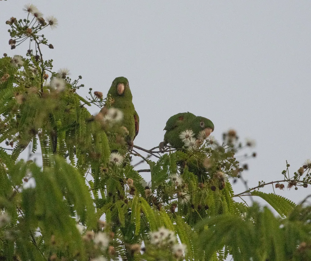 古巴鹦哥(Psittacara euops)