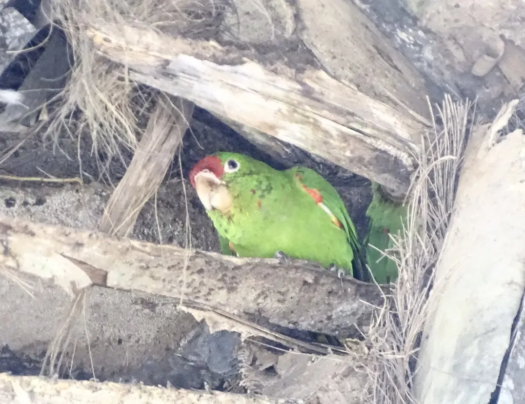 绯额鹦哥(Psittacara finschi)