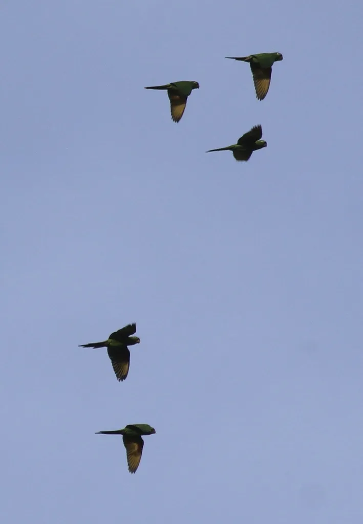 绯额鹦哥(Psittacara finschi)