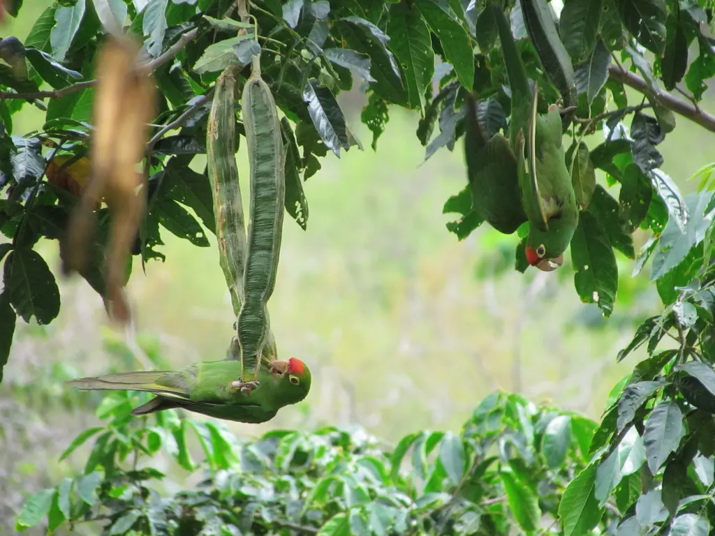 秘鲁红额鹦哥(Psittacara frontatus)