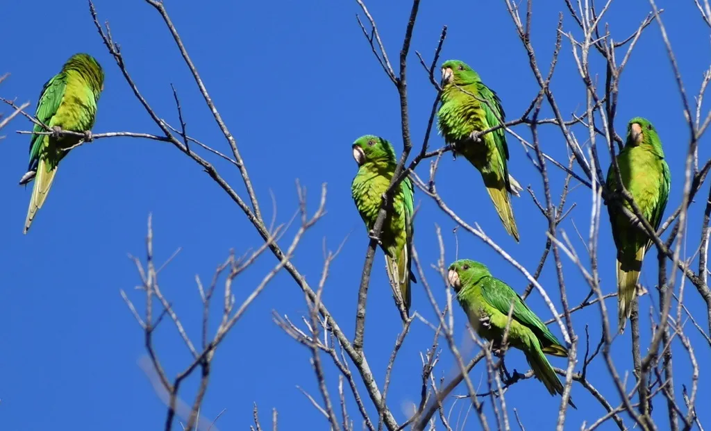 绿鹦哥(Psittacara holochlorus)