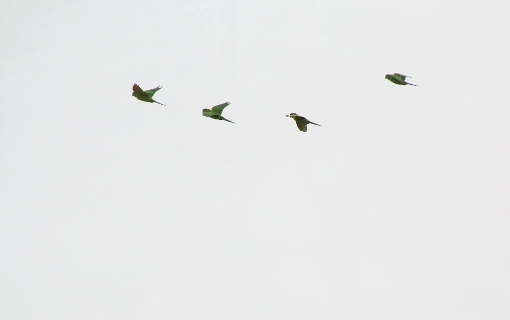 绿鹦哥(Psittacara holochlorus)