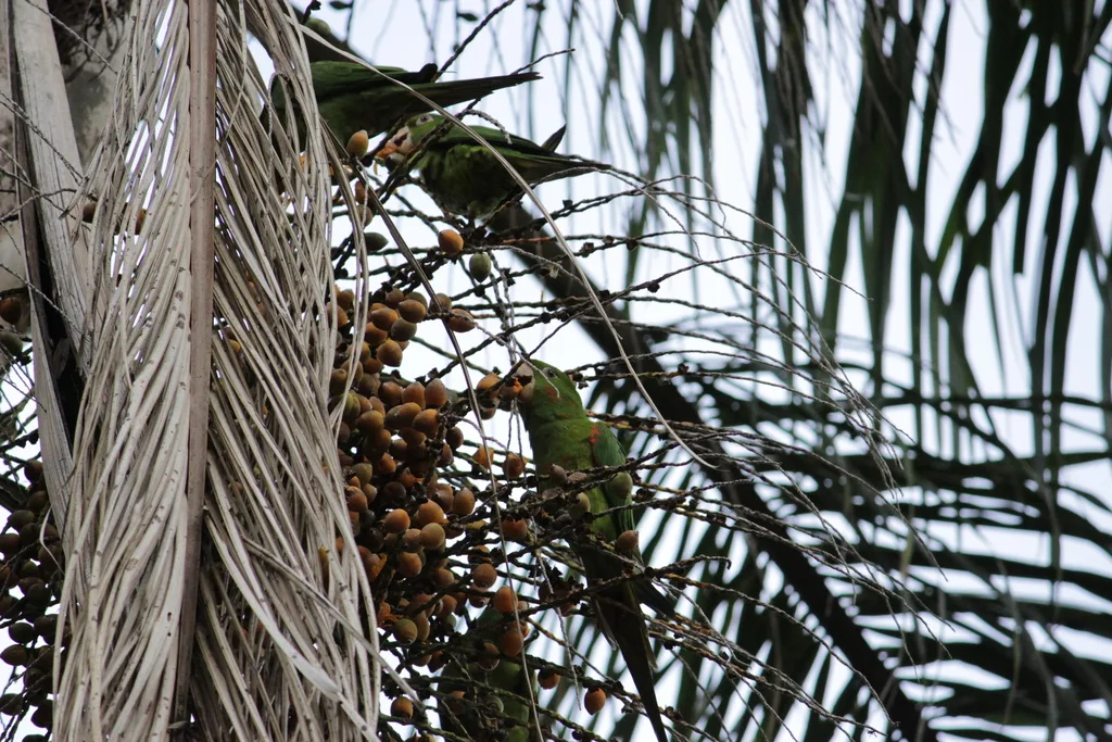 白眼鹦哥(Psittacara leucophthalmus)