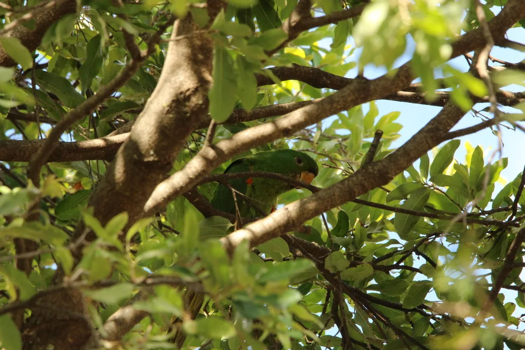 白眼鹦哥(Psittacara leucophthalmus)