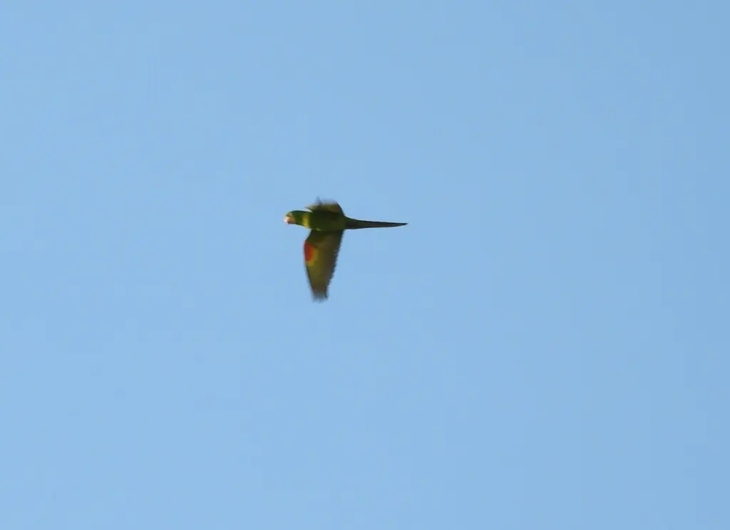 白眼鹦哥(Psittacara leucophthalmus)