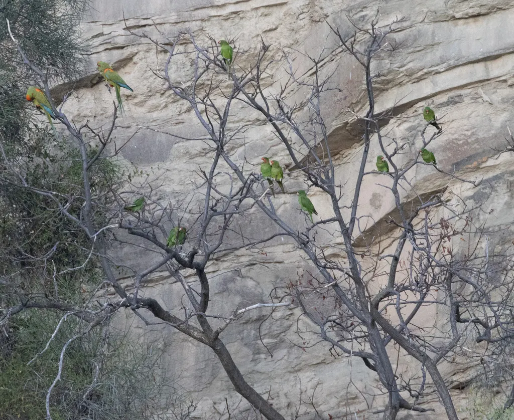 红耳绿鹦哥(Psittacara mitratus)