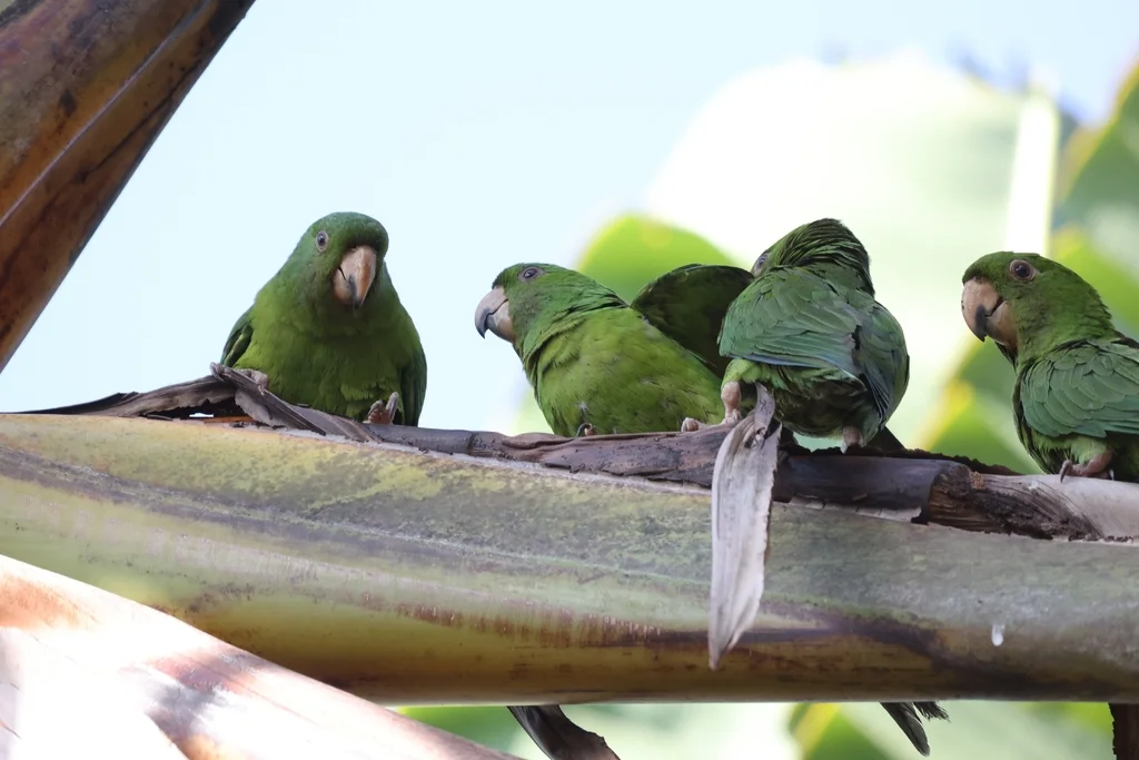 尼加拉瓜绿鹦哥(Psittacara strenuus)