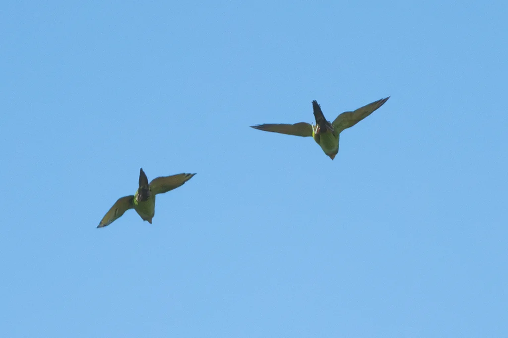 尼加拉瓜绿鹦哥(Psittacara strenuus)