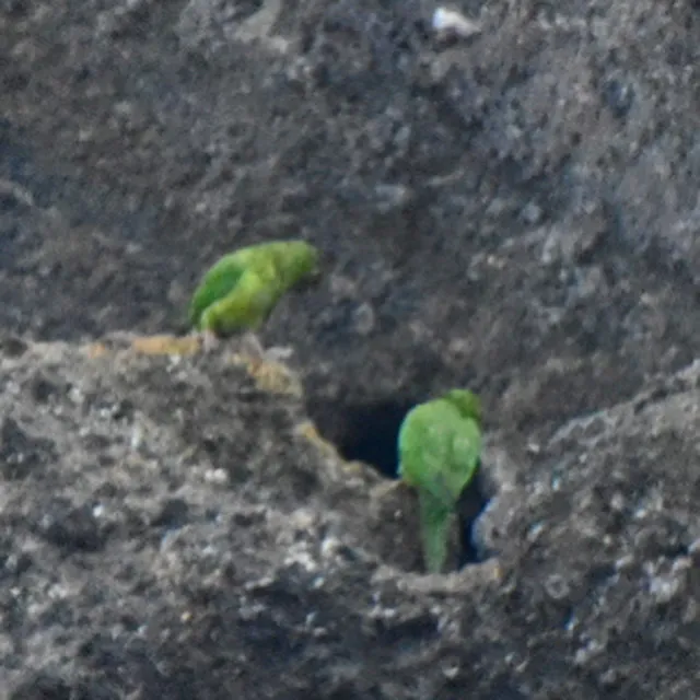 尼加拉瓜绿鹦哥(Psittacara strenuus)