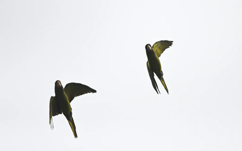 红额鹦哥（Psittacara wagleri）