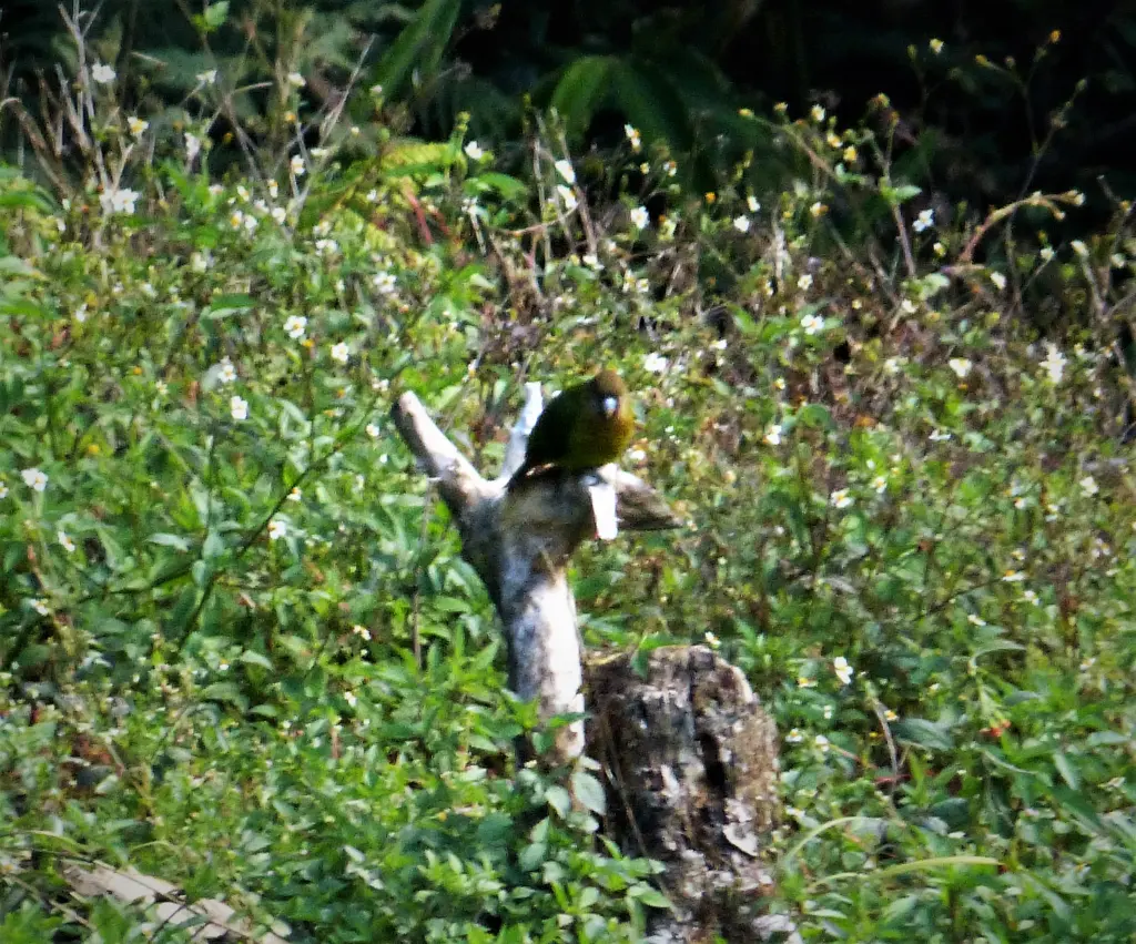羞怯鹦鹉(Psittacella modesta)