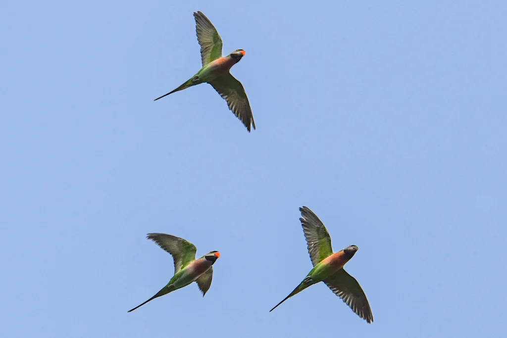 绯胸鹦鹉(Psittacula alexandri)