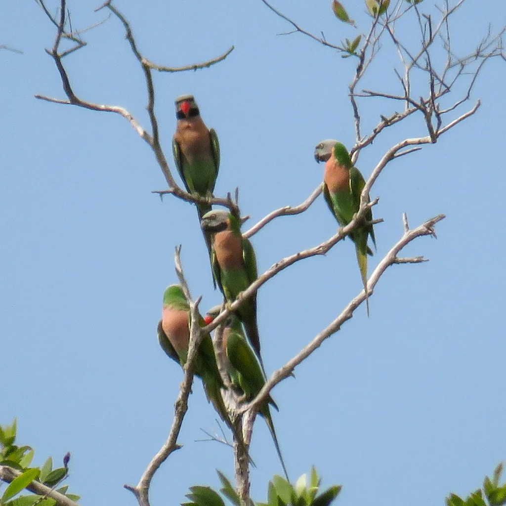 绯胸鹦鹉(Psittacula alexandri)