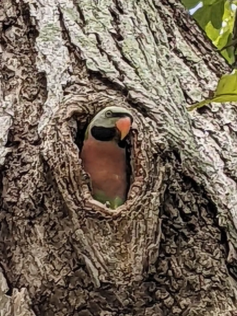 绯胸鹦鹉(Psittacula alexandri)