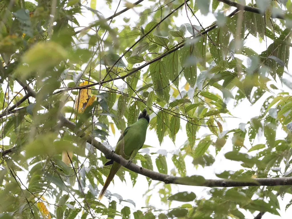 艳绿领鹦鹉(Psittacula calthrapae)