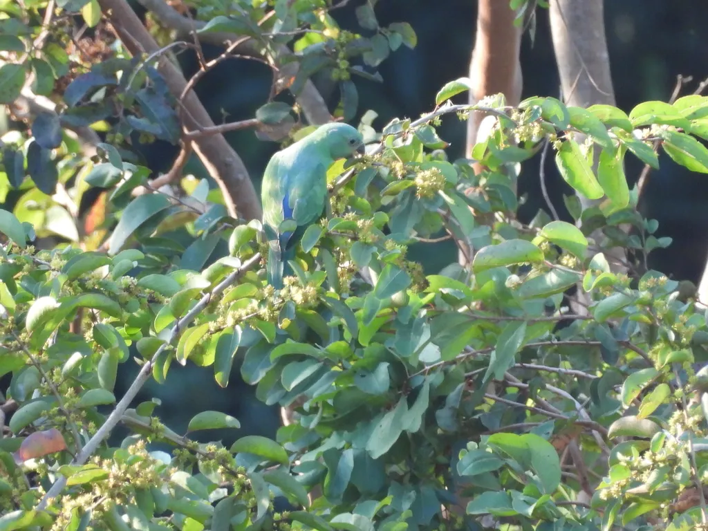 艳绿领鹦鹉(Psittacula calthrapae)