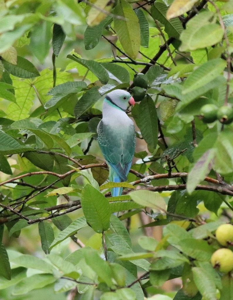 马拉巴鹦鹉（Psittacula columboides）