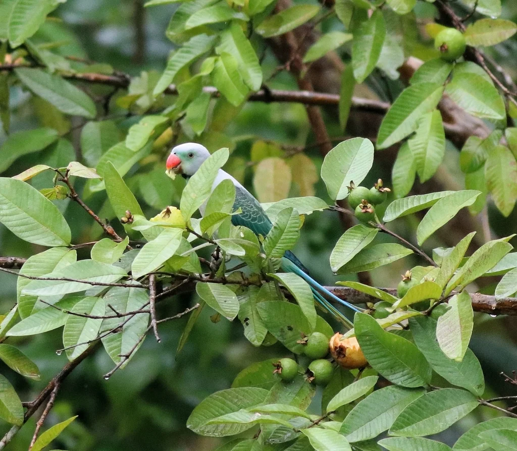 马拉巴鹦鹉（Psittacula columboides）