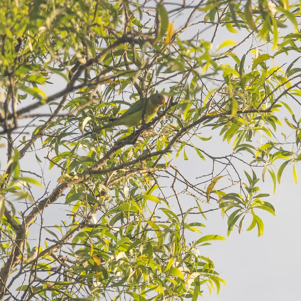 紫头鹦鹉(Psittacula cyanocephala)