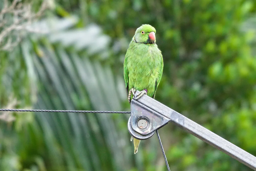 毛里求斯鹦鹉(Psittacula eques)