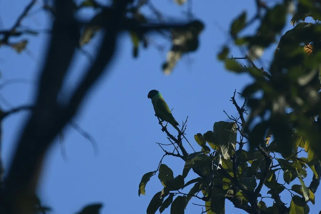 灰头鹦鹉(Psittacula finschii)