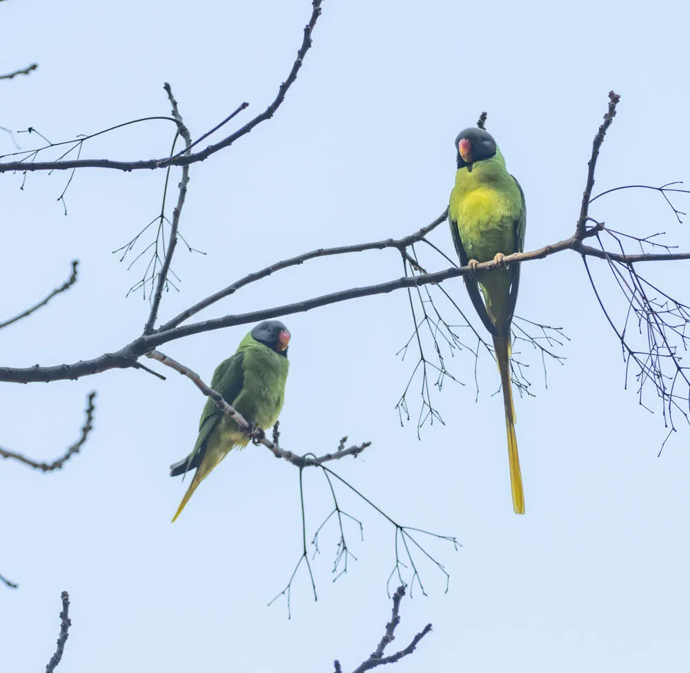 青头鹦鹉(Psittacula himalayana)