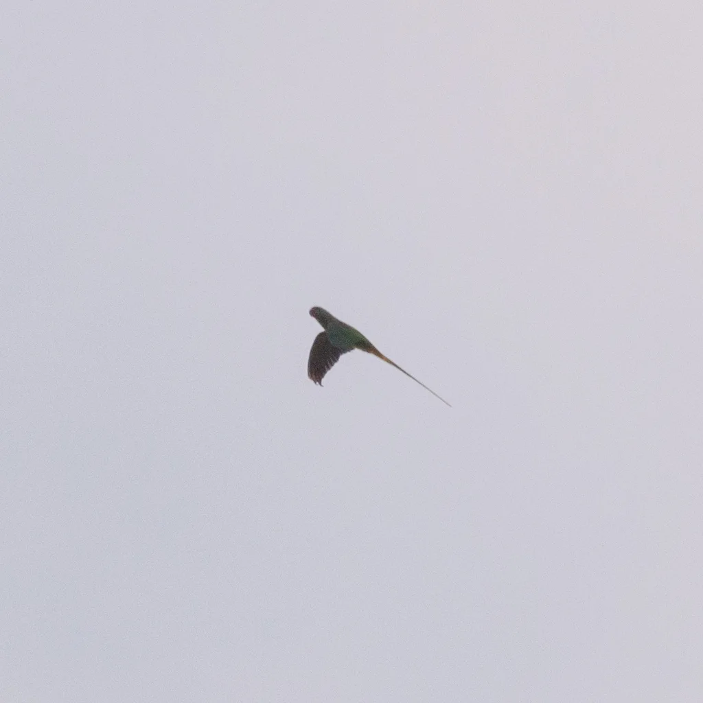红领绿鹦鹉(Psittacula krameri)