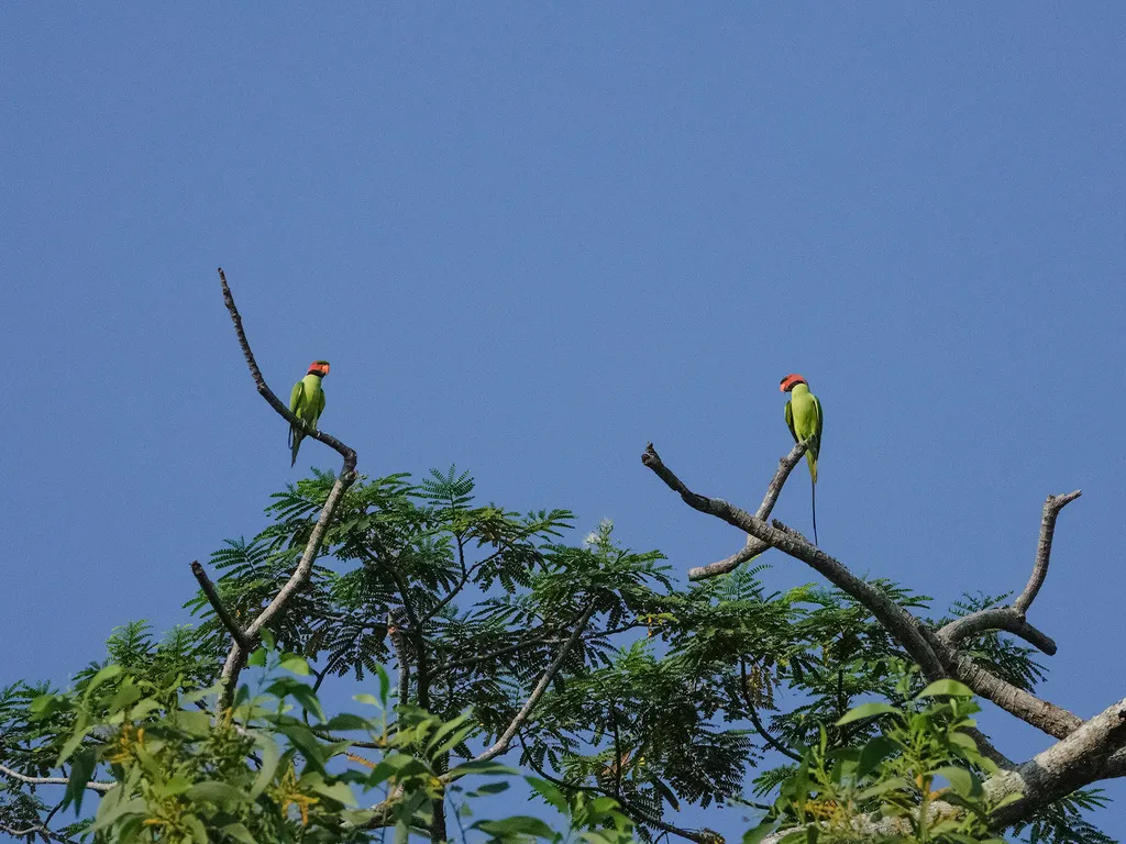 长尾鹦鹉(Psittacula longicauda)