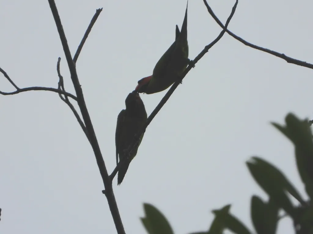 长尾鹦鹉(Psittacula longicauda)