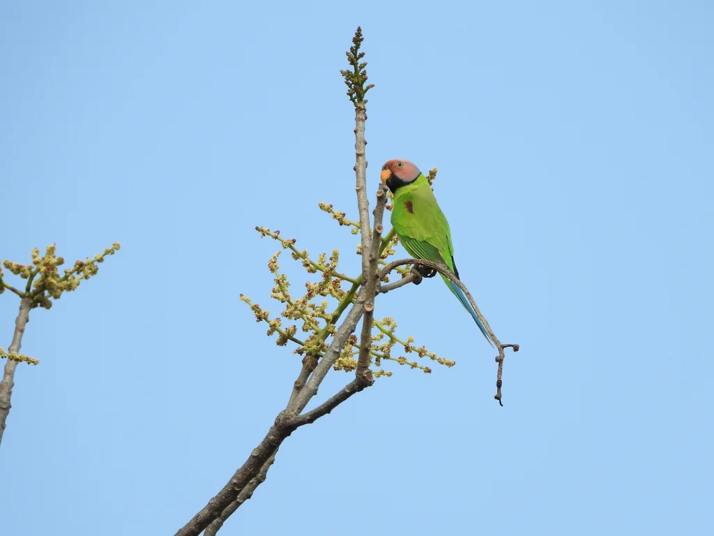 花头鹦鹉(Psittacula roseata)