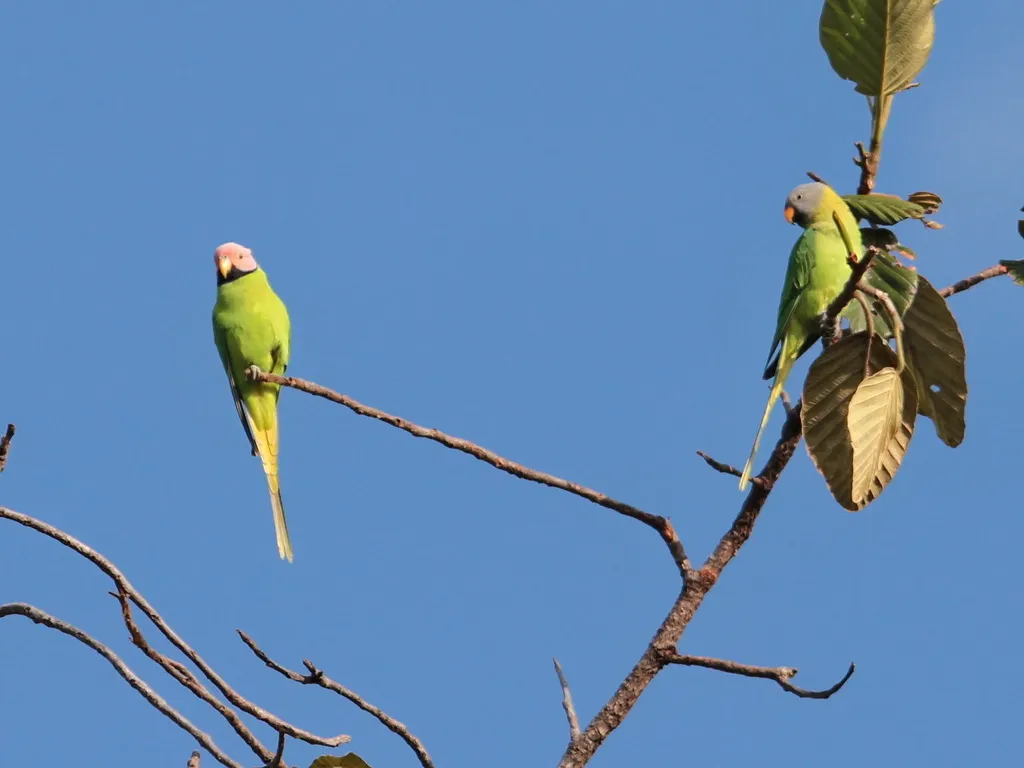 花头鹦鹉(Psittacula roseata)