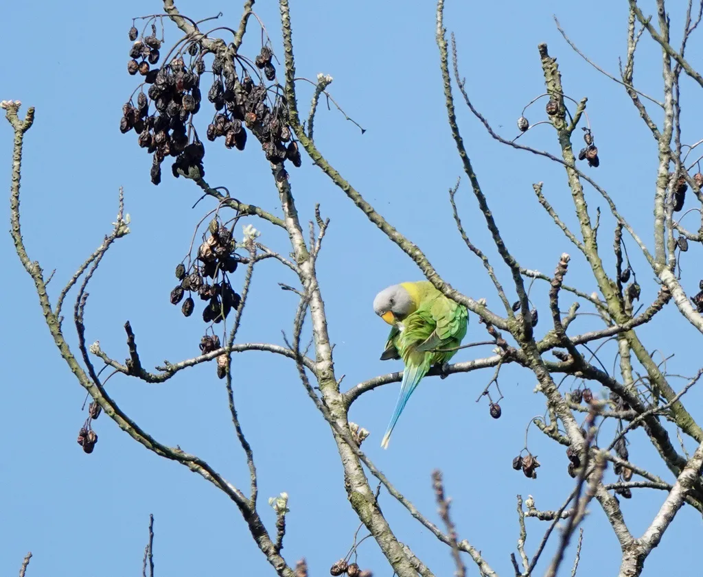 花头鹦鹉(Psittacula roseata)