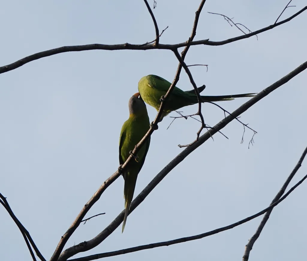 花头鹦鹉(Psittacula roseata)