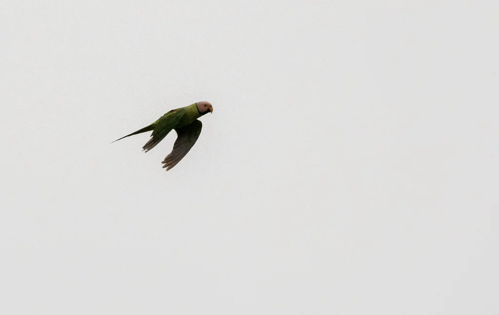 花头鹦鹉(Psittacula roseata)