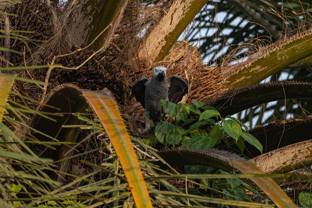 非洲灰鹦鹉(Psittacus erithacus)