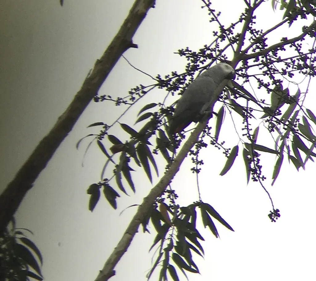非洲灰鹦鹉(Psittacus erithacus)