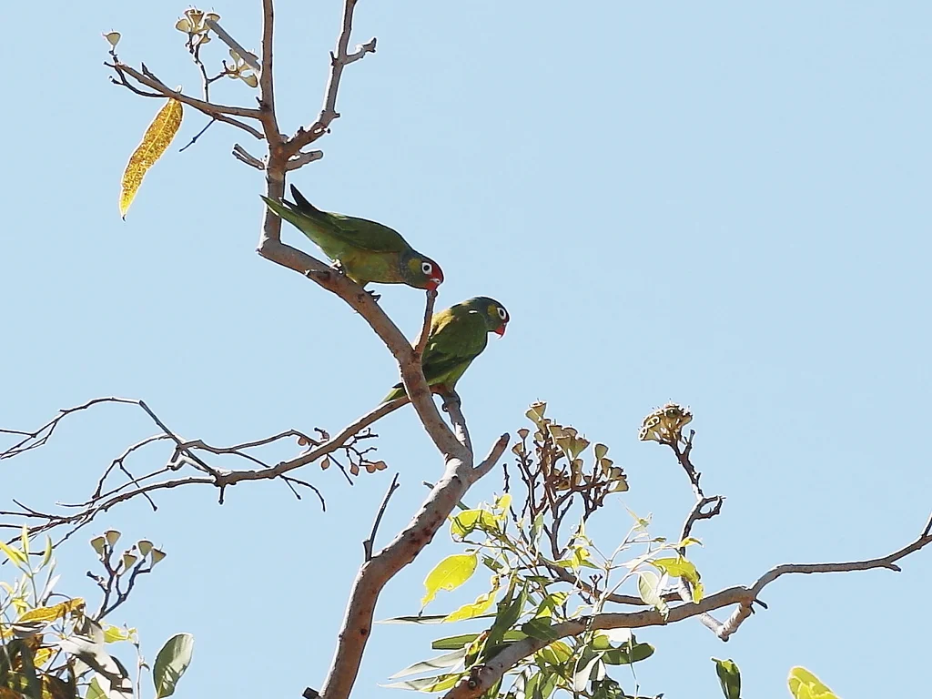 丽色鹦鹉(Psitteuteles versicolor)