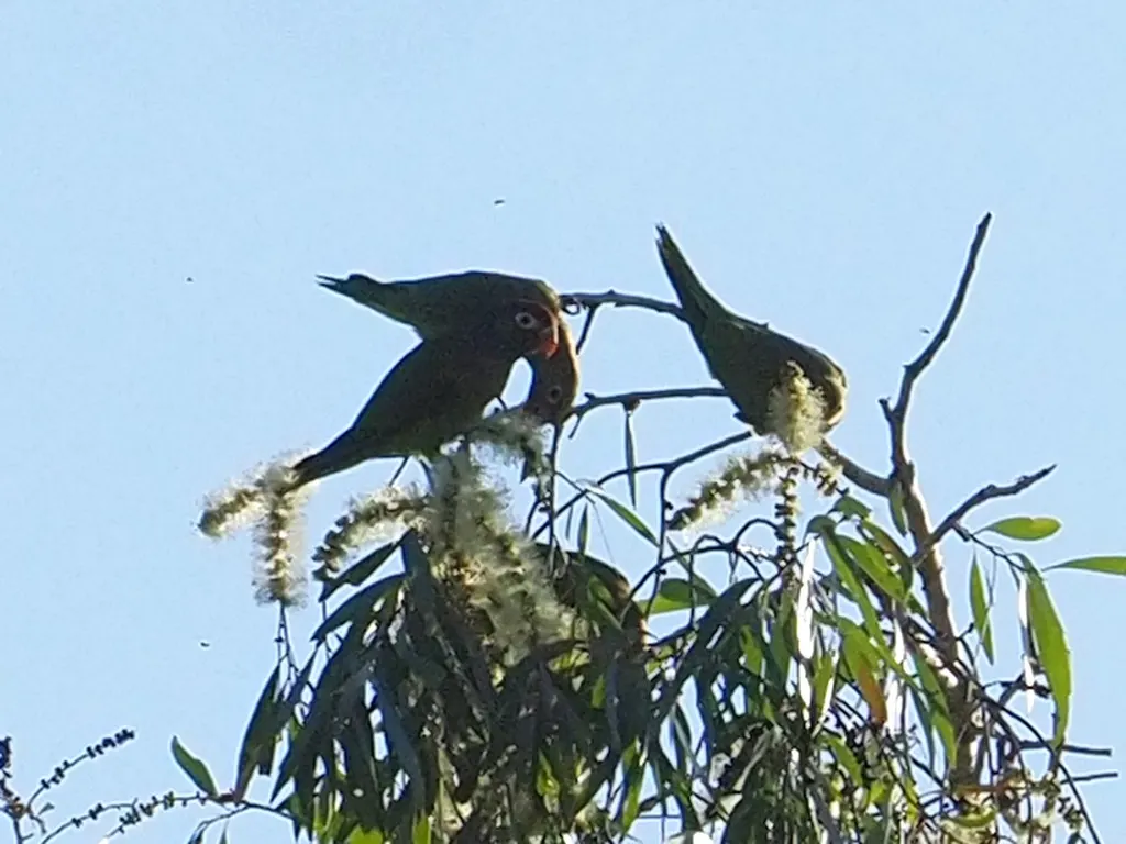 丽色鹦鹉(Psitteuteles versicolor)