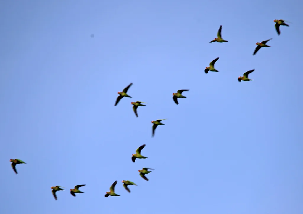 丽色鹦鹉(Psitteuteles versicolor)