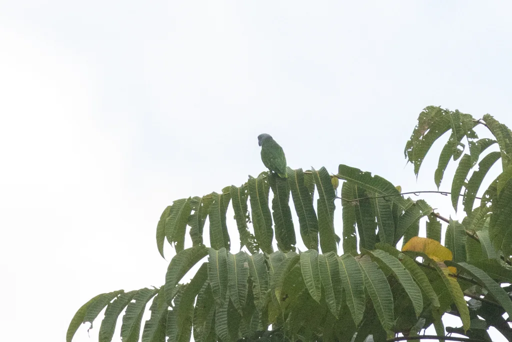 锡米卢鹦鹉(Psittinus abbotti)