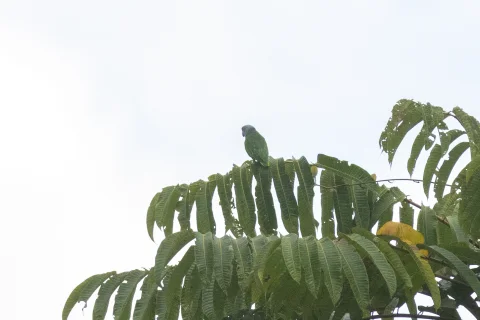 锡米卢鹦鹉